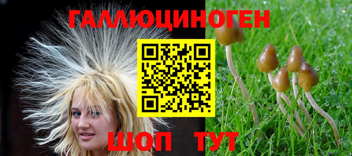 Галлюциногенные грибы Psilocybe  Артём  Псилоцибиновые грибы мицелий 